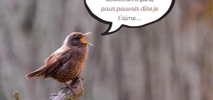 oiseau Pagny